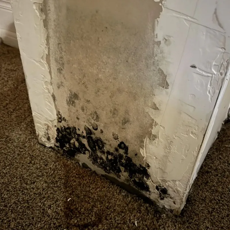 Professional Mold Removal in Rockford, MI